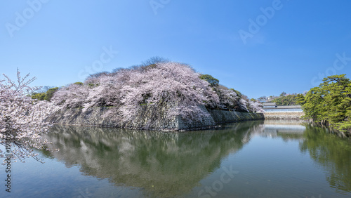 春の彦根城