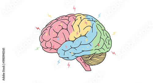 Colorful Brain Anatomy Medical Illustration.