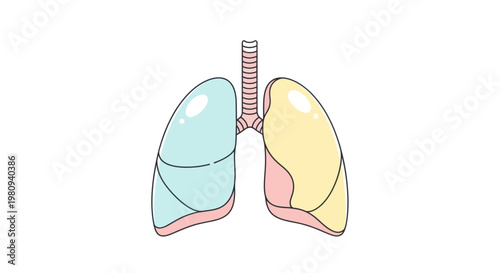Human lungs anatomy medical illustration.