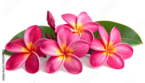 A vibrant close-up showcases a cluster of pink and yellow plumeria flowers with lush green leaves against a clean white background, highlighting their delicate beauty.