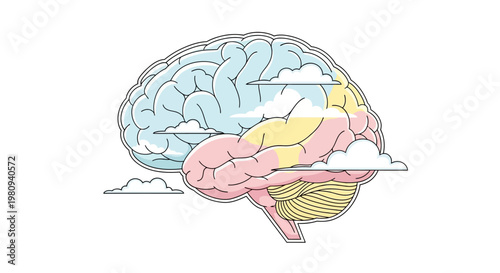 Human Brain Anatomy Medical Illustration.