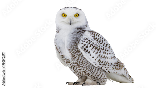 Canvastavla Isolated magnificent snowy owl with piercing yellow eyes standing and looking fo
