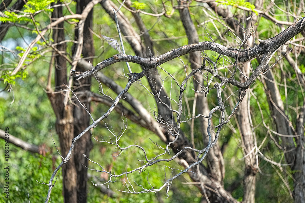 Fototapeta premium Numerous tree branches in a park, a natural habitat in Thailand.