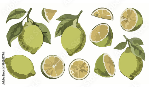 Hand drawn lemon vector set with sliced citrus fruit leaves and natural organic sketch style