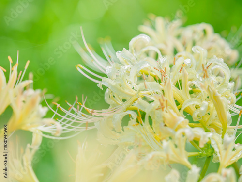 秋の公園や花壇を彩るヒガンバナのある風景。白いヒガンバナと美しい緑の背景のコントラスト。自然風景素材。