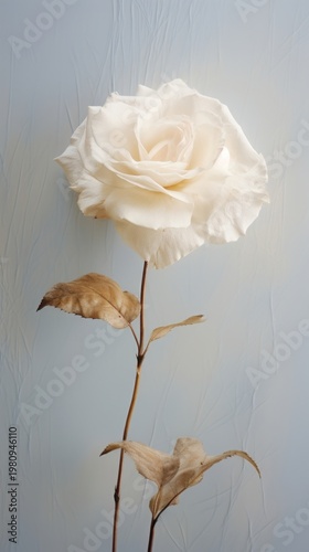 Real pressed white rose flower petal plant.