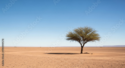Solitary Tree in Arid Landscape Under Clear Blue Sky
