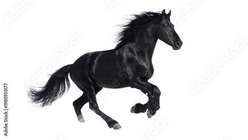 Cuadro en lienzo Isolated black Friesian horse galloping with flowing mane and tail, elegant and powerful movement