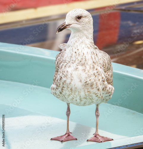 Silbermöwe steht auf einem Boot