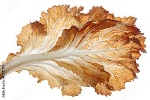 mushroom on a white background