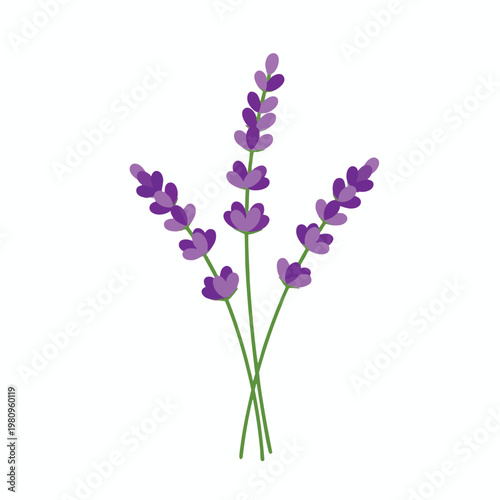 Elegant Illustration of Fresh Lavender Bouquet for Home Decor and Aromatherapy