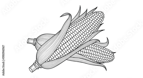 Detailed line art illustration of two corn cobs with husks for harvest, autumn, or farm market theme decorations and prints.