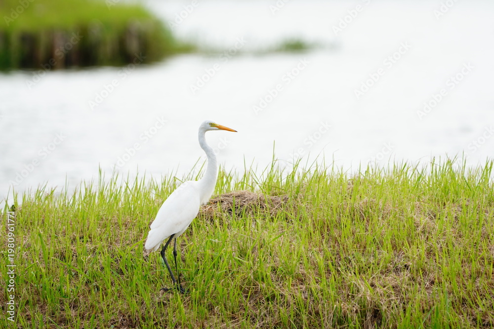 Fototapeta premium great white heron