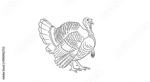 Realistic black and white line art drawing of a wild turkey bird shown in profile for harvest season or thanksgiving celebration graphics.