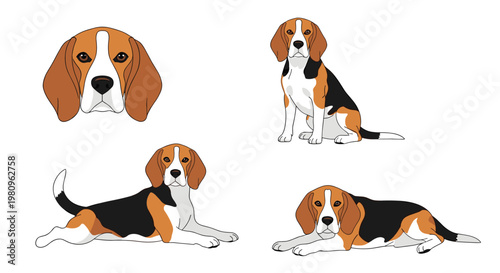 Set of beagle dog illustrations showing various poses including a close-up headshot, sitting upright, and lying down on a white background.