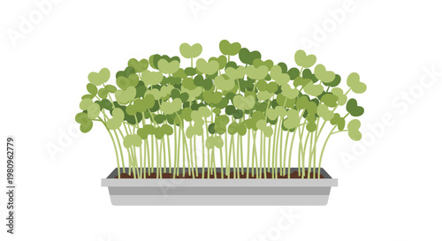 Fresh green microgreens or sprouts growing in a shallow grey planting tray on a white background for healthy eating or gardening concepts.