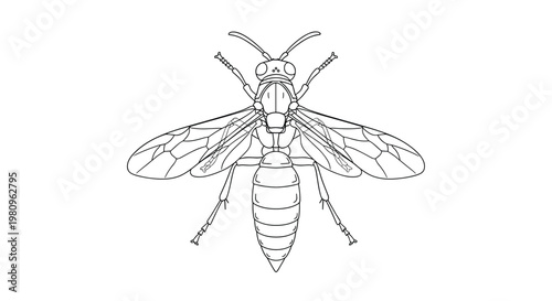 Detailed black and white line art illustration of a wasp insect shown from a top-down perspective for scientific or educational use.