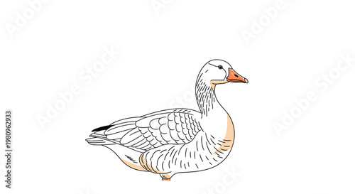 Realistic hand drawn illustration of a white goose with orange beak and feet isolated on a plain white background for farm theme.