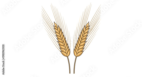 Realistic illustration of two golden stalks of wheat with detailed grains representing harvest agriculture and bread production.