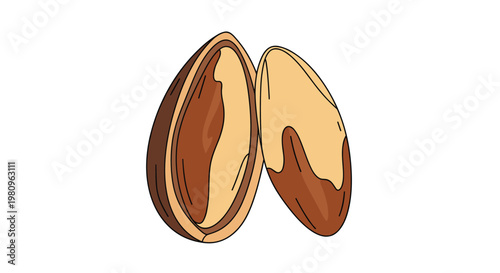 Brazil nut depicted in an open shell showing the characteristic shape and texture of the edible seed for healthy snacks.