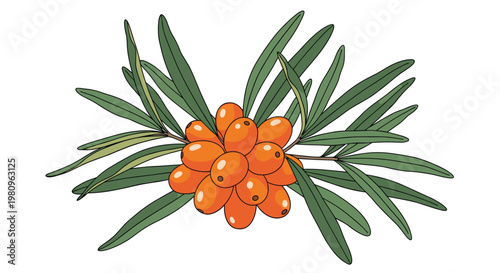 Vibrant orange sea buckthorn berries growing in a dense cluster on a branch with long narrow green leaves in nature.