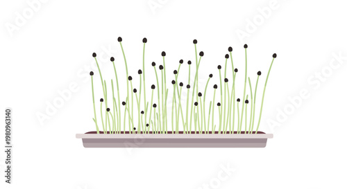 Small tray of growing microgreens with slender green stalks and dark seed hulls on top for nutrition and healthy cooking.