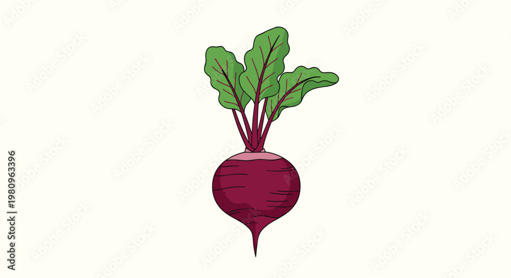 Fototapeta premium Fresh beetroot with its round purple root and tall green leaves with red veins for healthy food and garden themes.