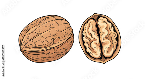 Walnut depicted both in its hard brown shell and open showing the brain-like edible kernel inside for healthy snacks.
