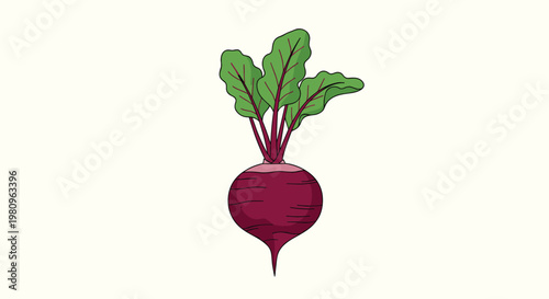 Fresh beetroot with its round purple root and tall green leaves with red veins for healthy food and garden themes.