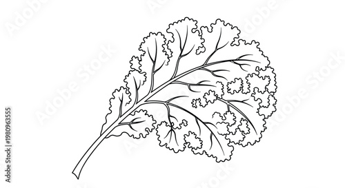 Detailed line art drawing of a single kale leaf showing its curly edges and complex vein structure for healthy food.
