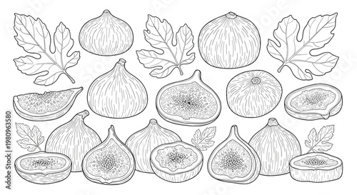 Detailed black and white sketches of whole and sliced fig fruits along with their distinctive lobed leaves for botany.