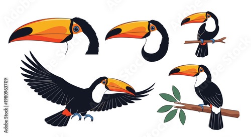 Multiple detailed illustrations of a tropical toucan bird in different poses including perching, flying, and head close-up views for nature.