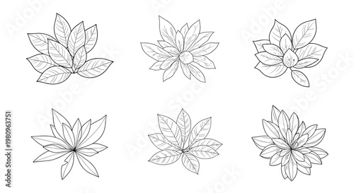 Series of six botanical sketches show various leafy branch clusters in a delicate black and white line art style for nature-inspired design.