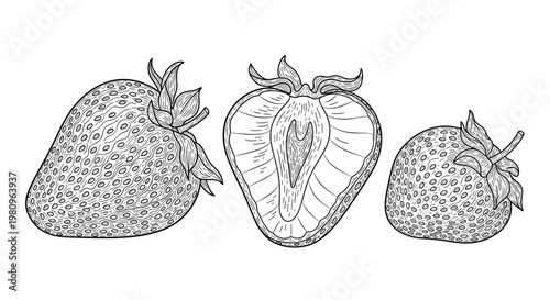 Exquisite line art engraving shows three strawberries including one sliced in half to reveal the internal structure for culinary design.