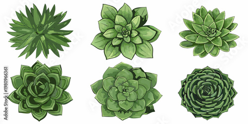 A collection of six vibrant green succulent plants arranged on a white background