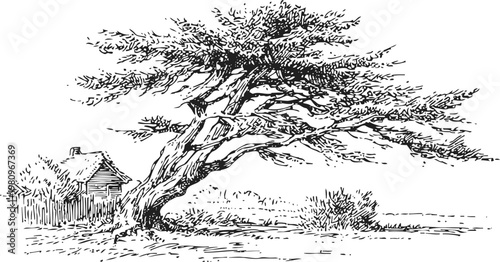 Old leaning tree near rustic wooden house with fence in countryside landscape drawing