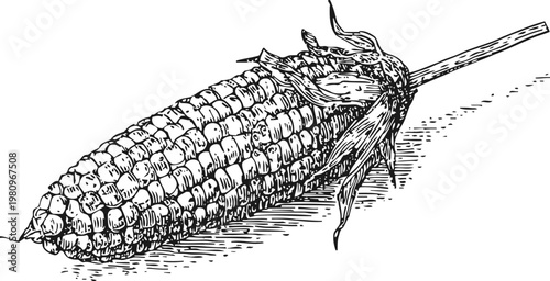 hand drawn corn on the cob with husk partially peeled, rustic vintage black ink illustration