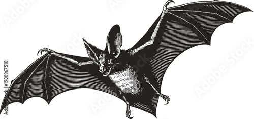 flying bat illustration detailed black and white drawing of a bat with outstretched wings nocturnal animal art