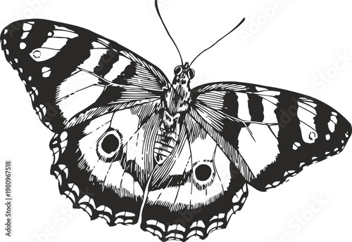 Detailed black and white butterfly illustration with spread wings, intricate patterns and texture drawing