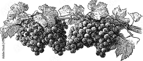 Vintage grapevine with ripe grape clusters hanging from the branch with detailed leaves and tendrils