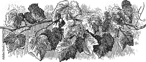 Vintage grapevine illustration with detailed leaves and curling tendrils in black and white engraving