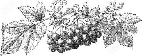Black and white vintage engraving of grapevine branch with ripe grape cluster and detailed leaves