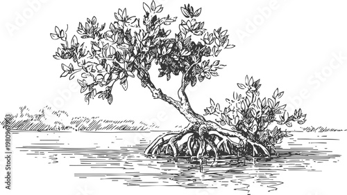 Mangrove tree growing in water with exposed roots, coastal ecosystem illustration in black and white