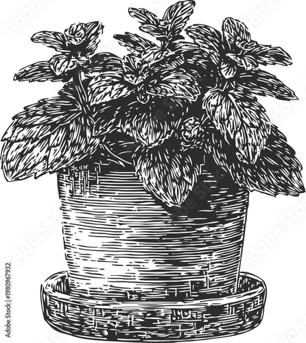 Potted mint plant with lush leaves detailed botanical illustration in black and white