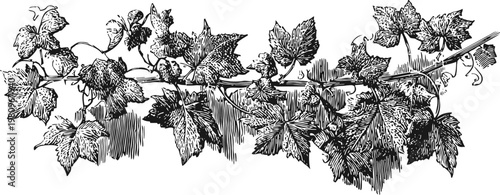 Vintage grapevine branch with detailed leaves and tendrils in black and white illustration