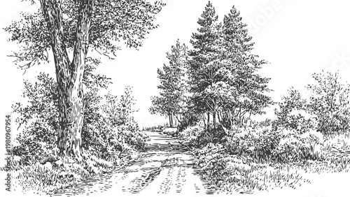 Forest path surrounded by tall trees and dense bushes, detailed black ink nature illustration