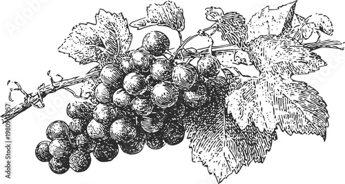 Vintage engraved illustration of ripe grape clusters on vine with detailed leaves and stem