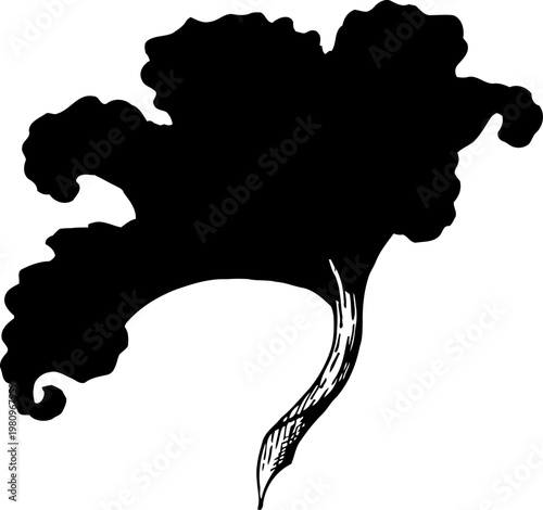 Silhouette of leafy kale vegetable with curly edges and textured stem isolated on white background