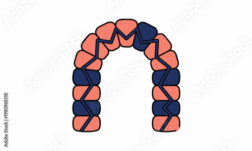 Flat Vector Illustration of a Dental Arch with Salmon Pink and Navy Blue Teeth Linked by a Zig-Zag Alignment Wire Representing Orthodontic Treatment and Dental Correction