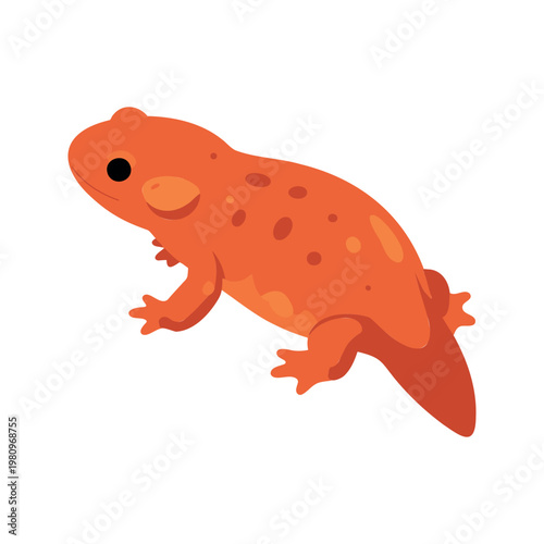 Bright orange newt waddles with its four legs against a white background